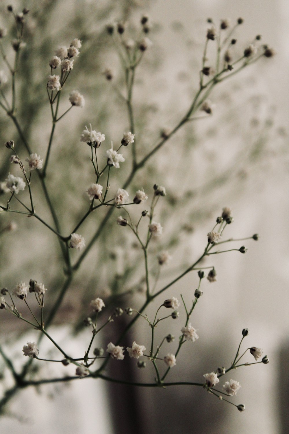 Tilt shift photo arbre à fleurs blanc