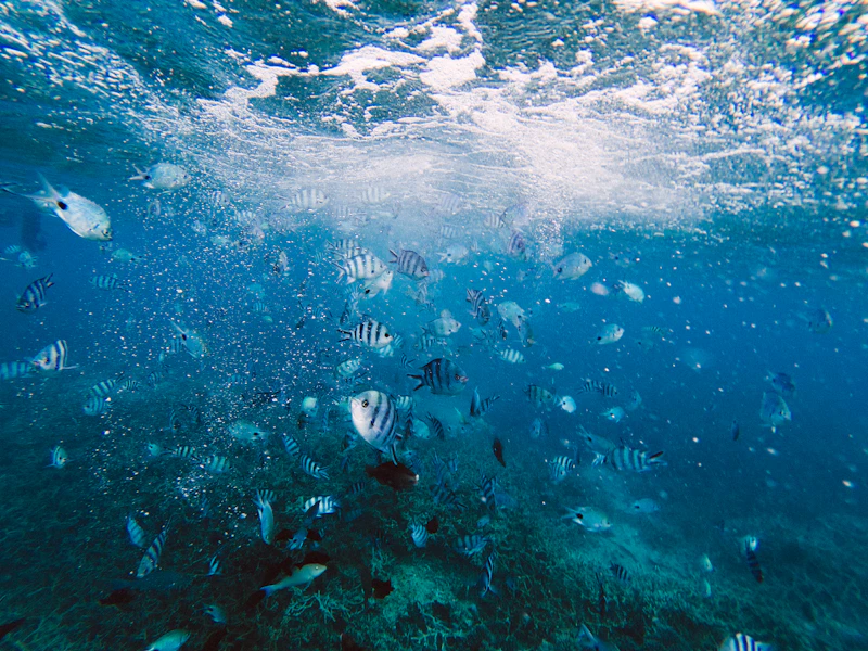 Snorkelling