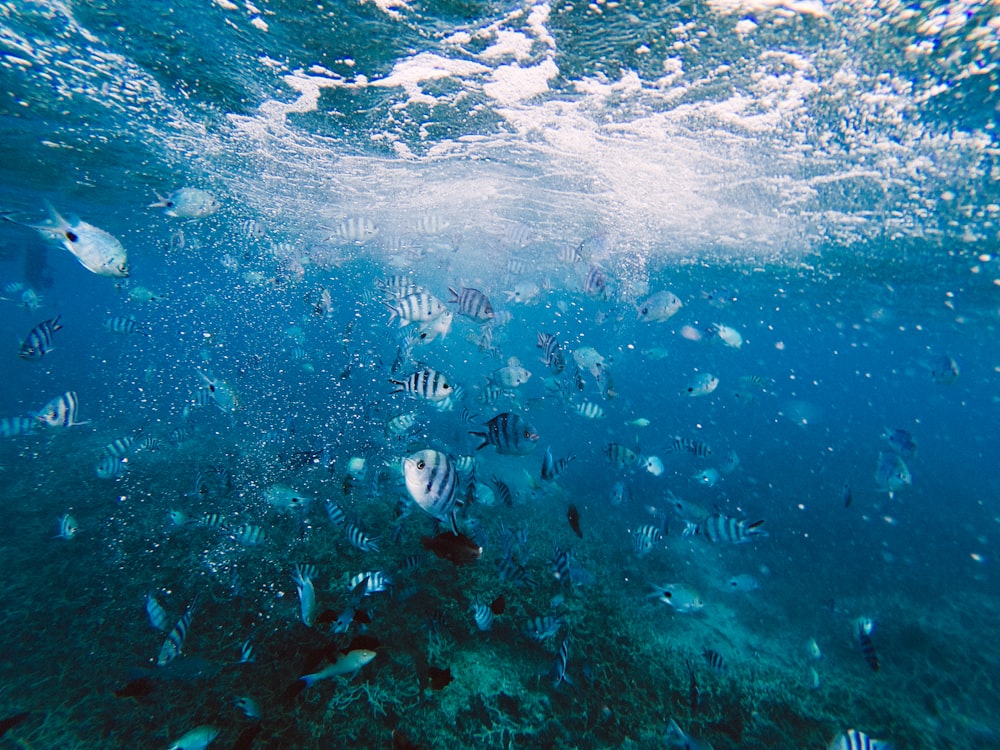 gray and white fish in underwater at daytime
