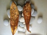 Dried bay leaves scattered on a dark stone surface.