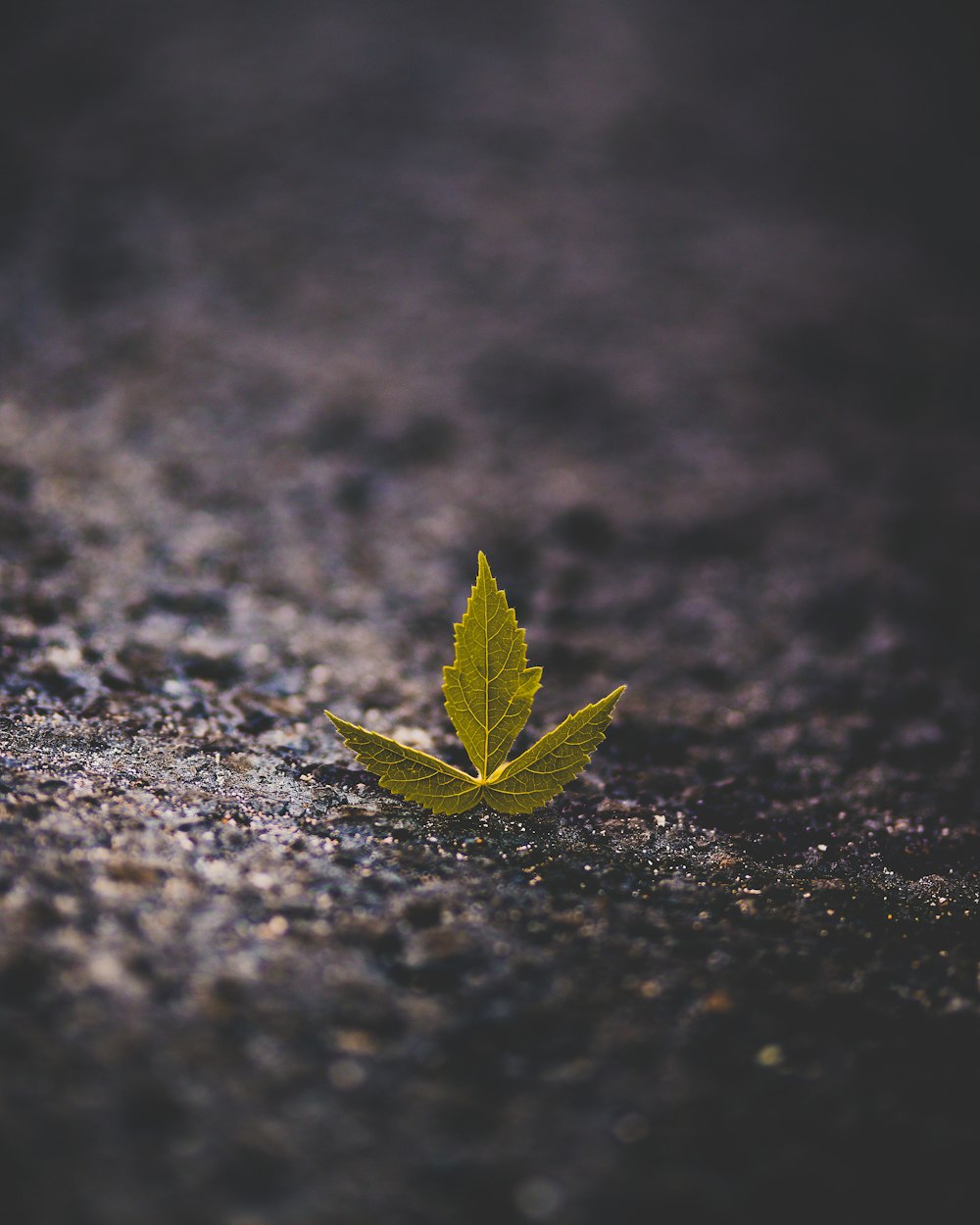 selective photography of green leaf on black surface