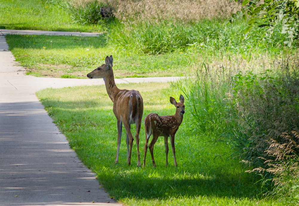 two deers on grass