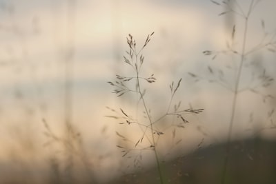 brown grass gentle teams background