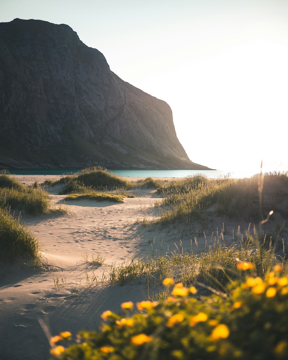 black grass field planted on sand