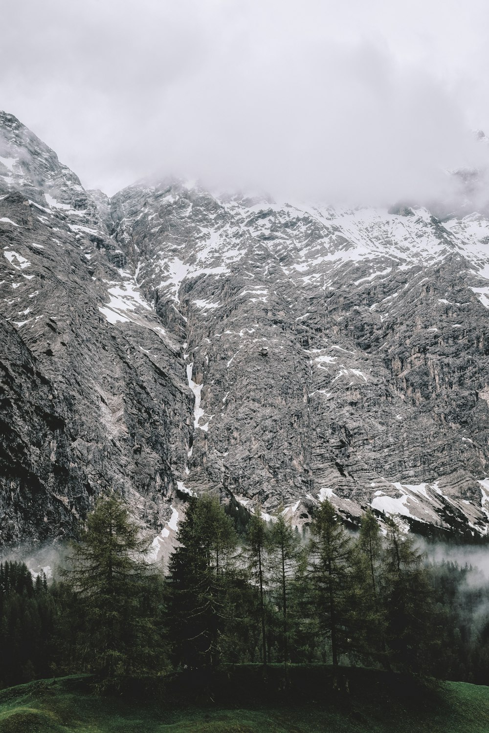 arbres verts avec chaîne de montagnes à proximité