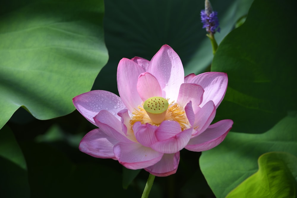 pink petaled flower with green leaves
