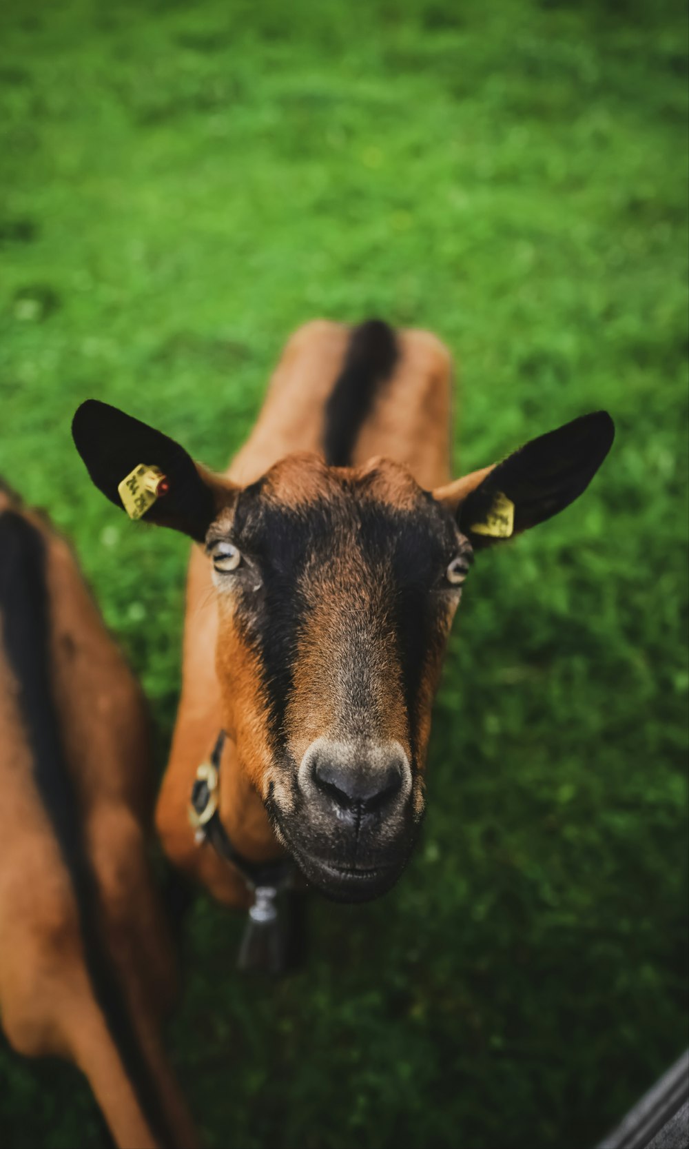 brown and black goat on green grass