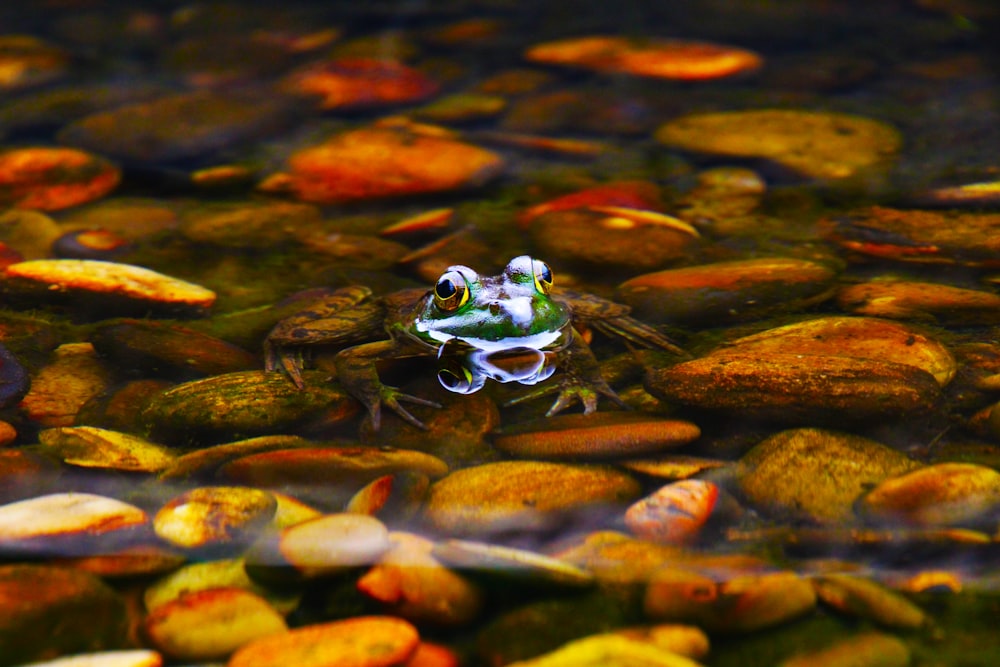 frog sitting on stone surrounded by body of water