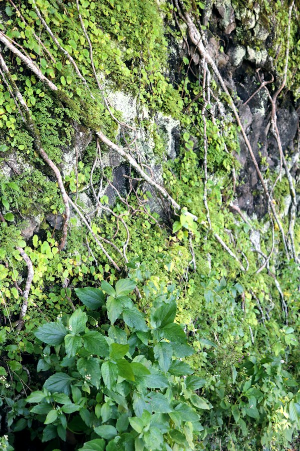 Jungle trail into Waipiʻo Valley, Big Island Hawaiʻi — the lush terrain Hawaii's wastewater rules are written to protect