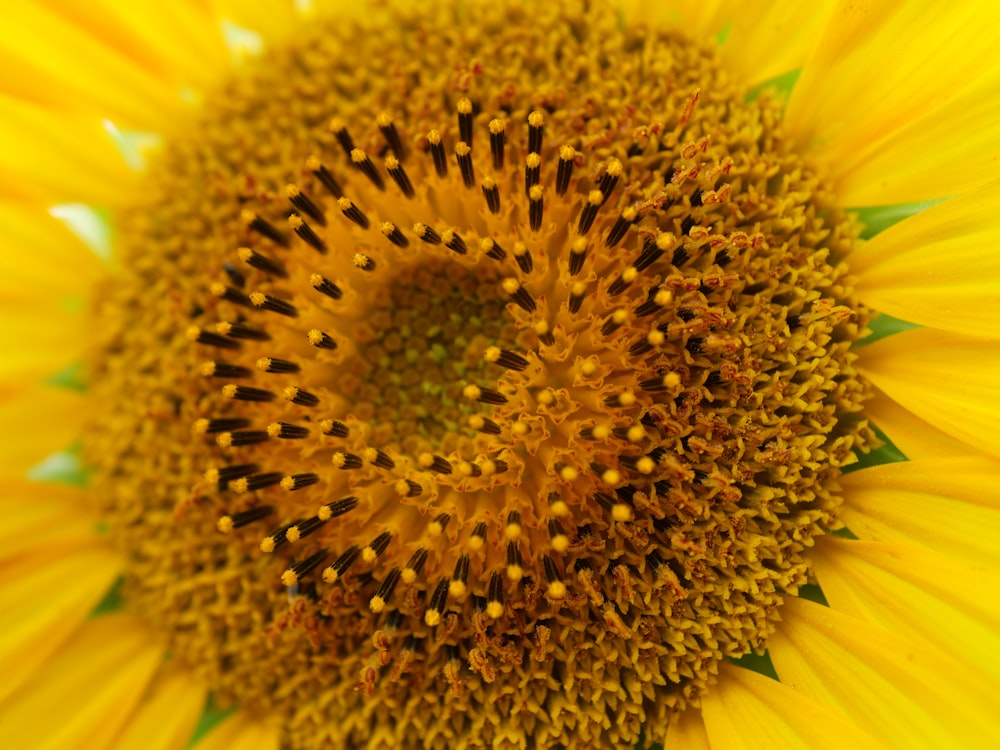 Foto de enfoque superficial de girasol