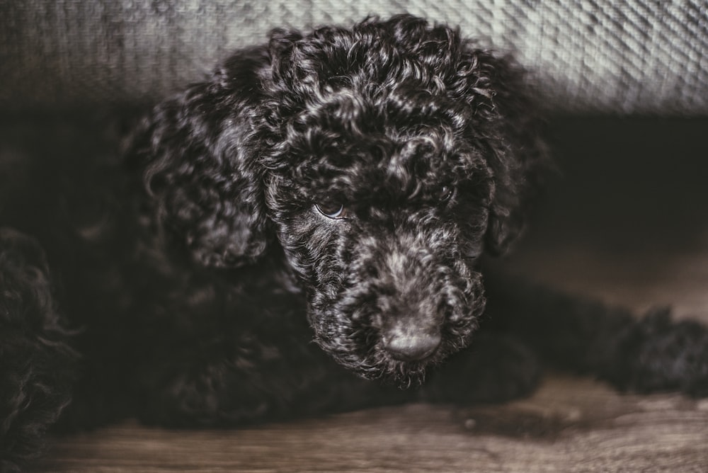 chiot caniche standard noir couché sur le sol