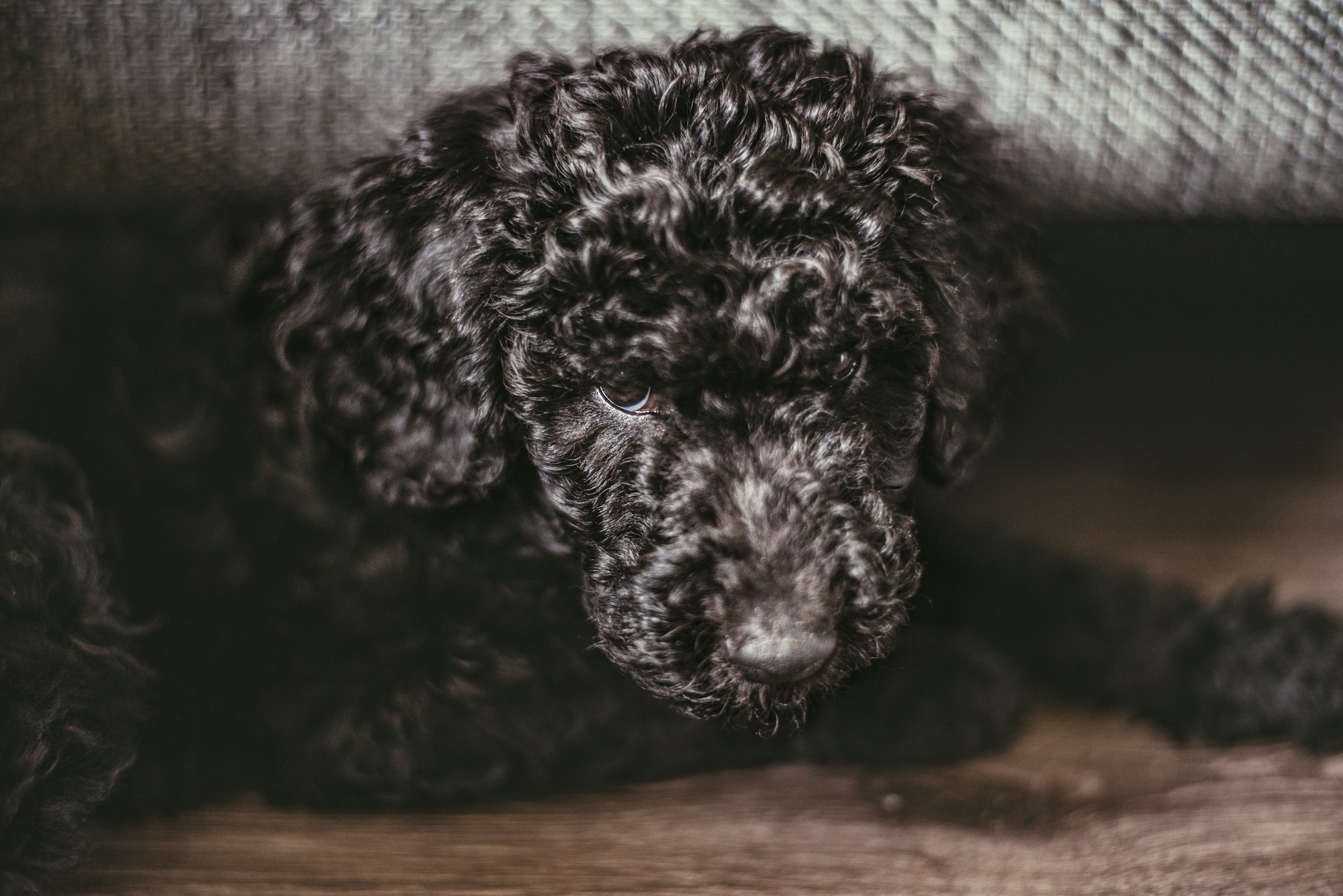 BLACK GOLDENDOODLE