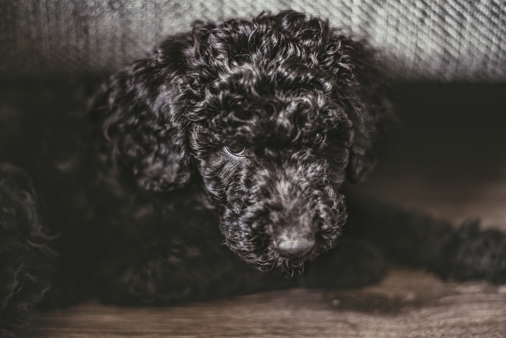 Imágenes de Black Poodle | Descarga imágenes gratuitas en Unsplash