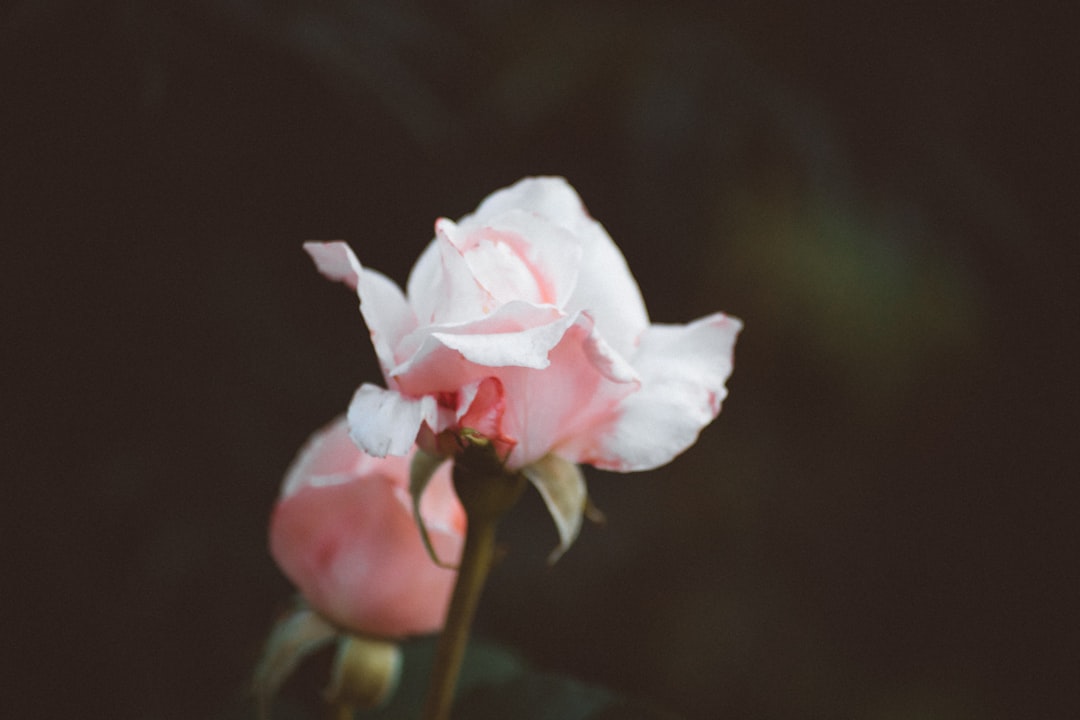 pink roses