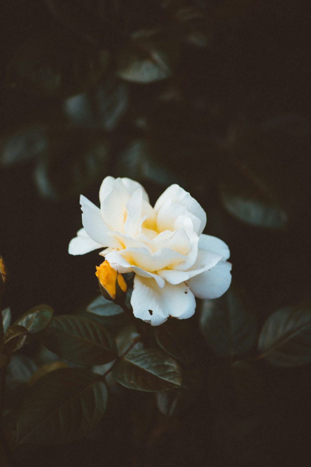 shallow focus photo of white and yellow flower