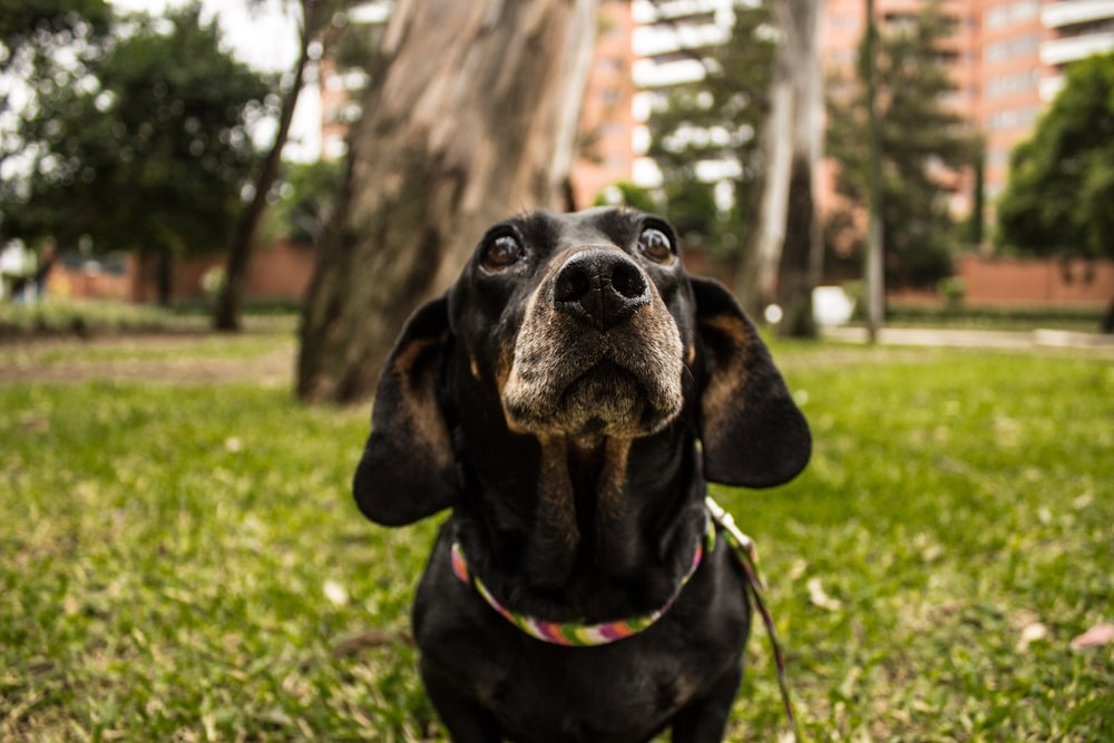 short-coated black dog screenshot