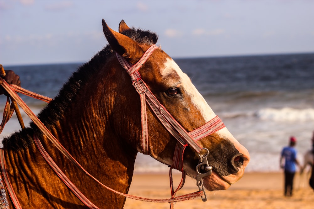 shallow focus photography of brown horse near seashore