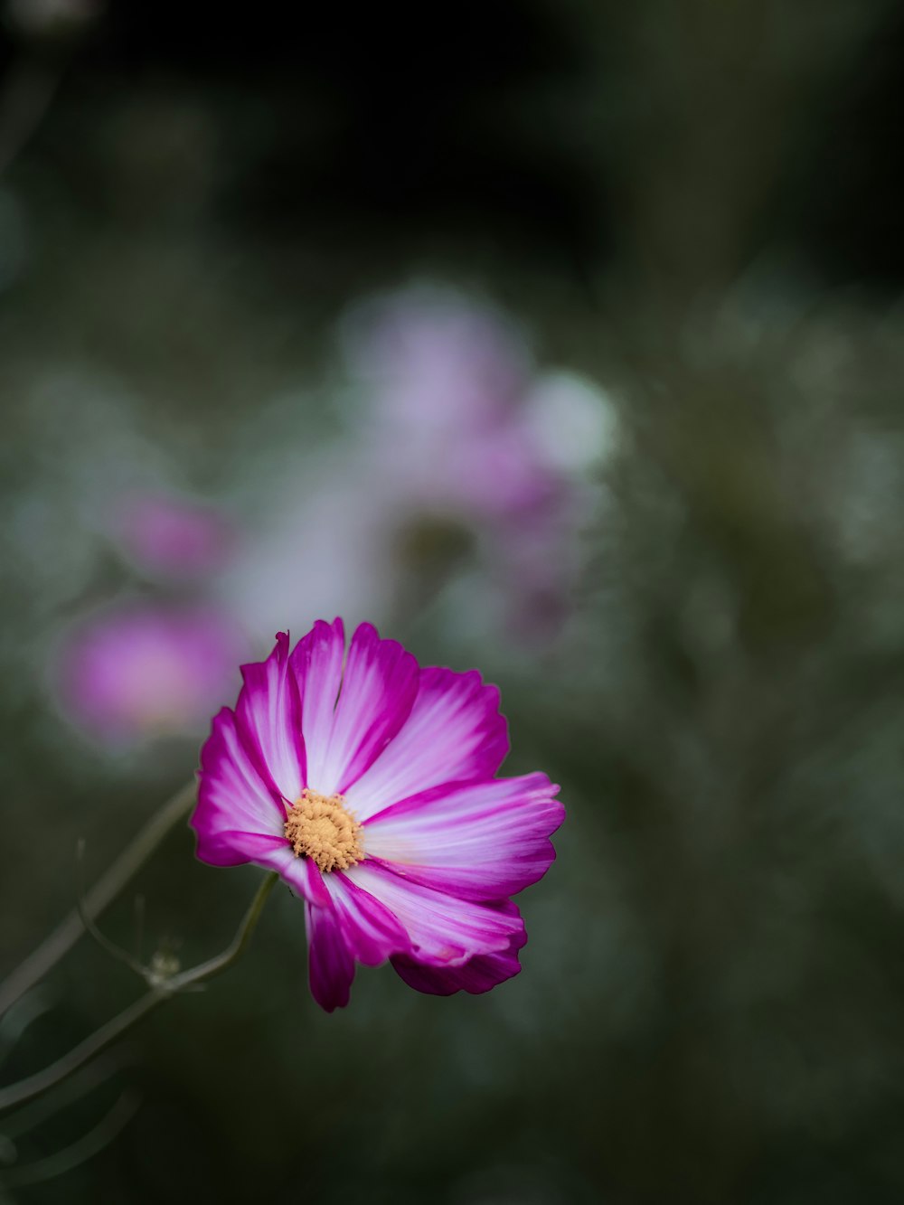 purple and white flower