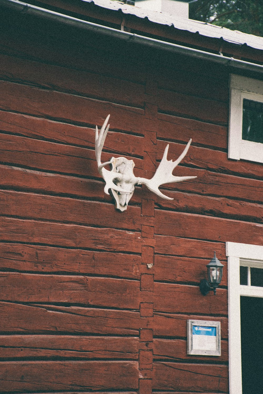 white buck skull on wall