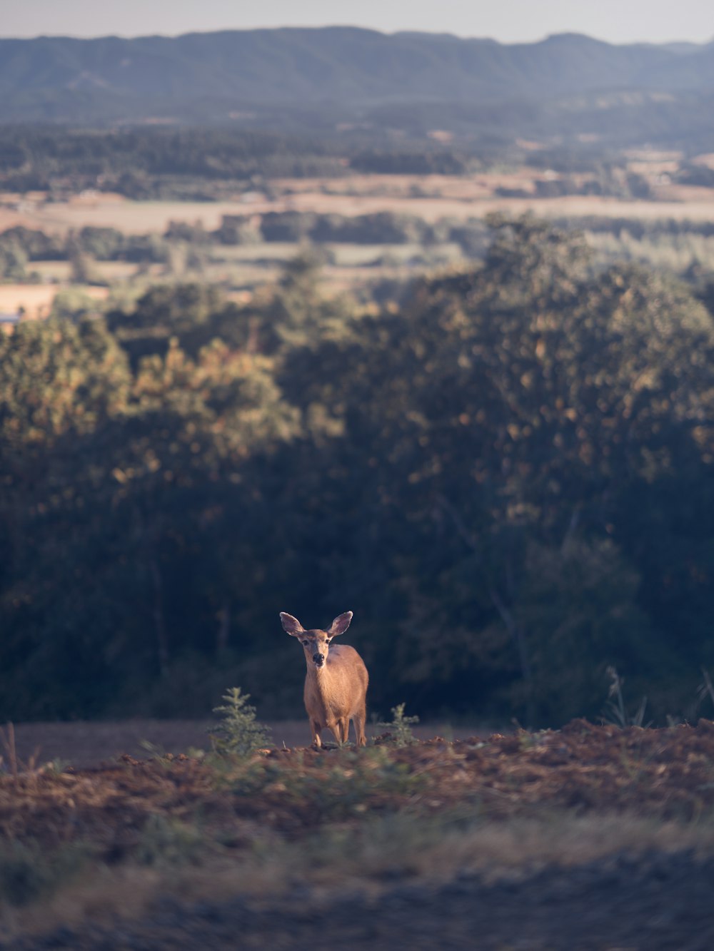 shallow focus photography of deer