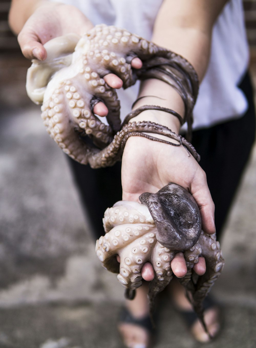 shallow focus photography of octopuses