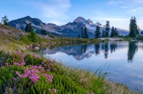 A serene mountain vista in the Central Cascades with wildflowers in the foreground.