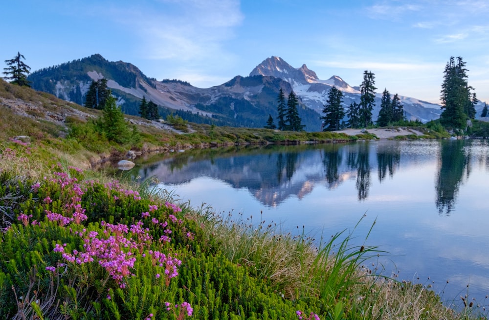 flowers in front of body of water