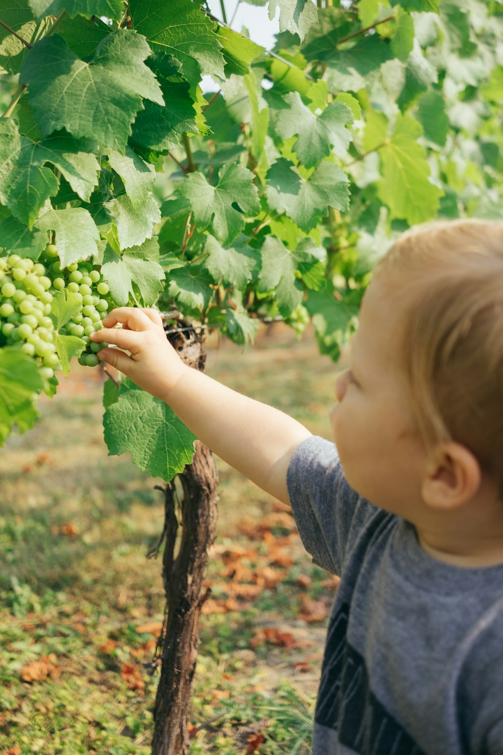 boy picking white grapes