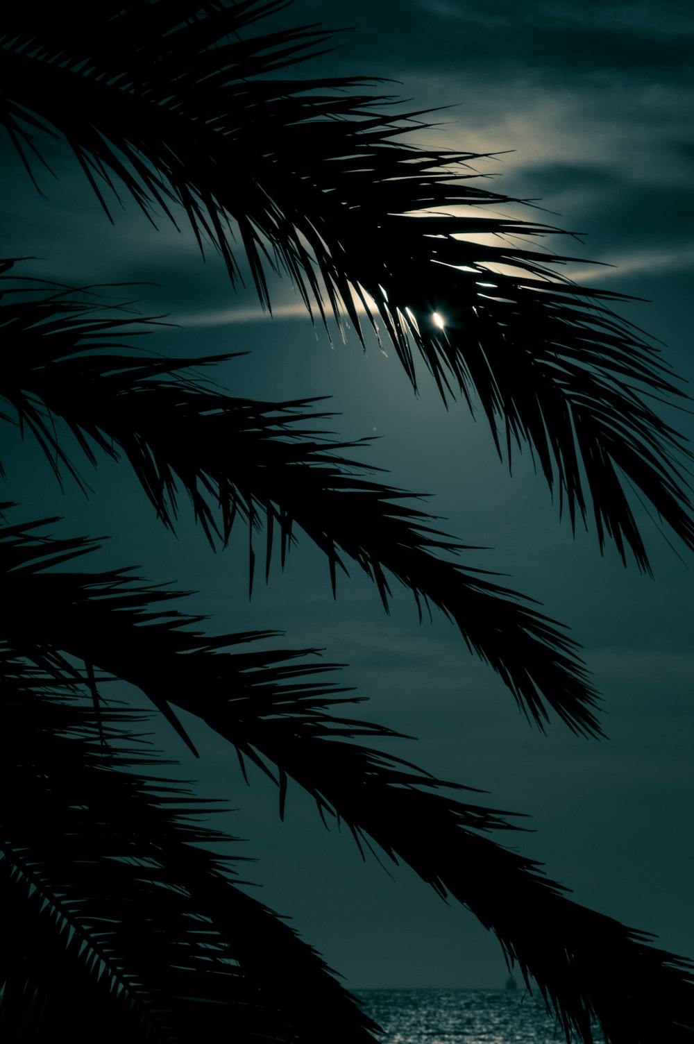 silhouette of palm tree at night time