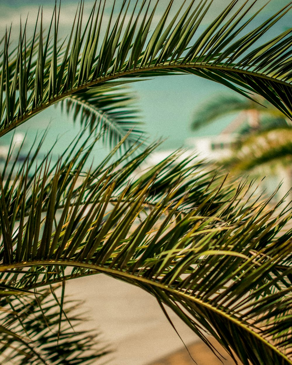 close up photography of green palm tree