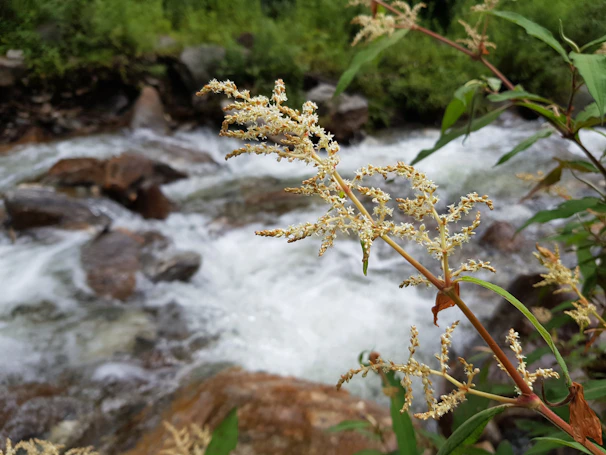 Delicate white flowers resting on a smooth stone beside a flowing stream.