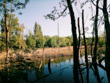 A serene wetland with calm water reflecting surrounding reeds and distant forest edges.