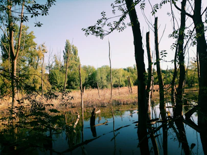 Researchers collecting water samples from a pristine wetland ecosystem.