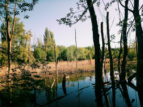 A serene wetland area with native plants and birds in natural habitat.