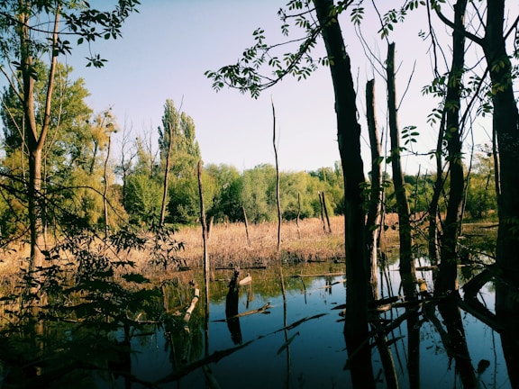 A serene landscape showing restored wetlands thriving with diverse wildlife.