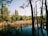 A restored wetland area showing healthy native vegetation and clear water pools under sunlight.