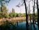 A restored wetland area showing healthy native vegetation and clear water pools under sunlight.