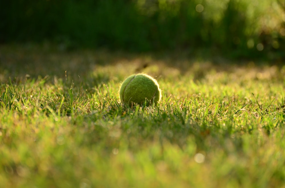 Bola de tênis verde na grama verde