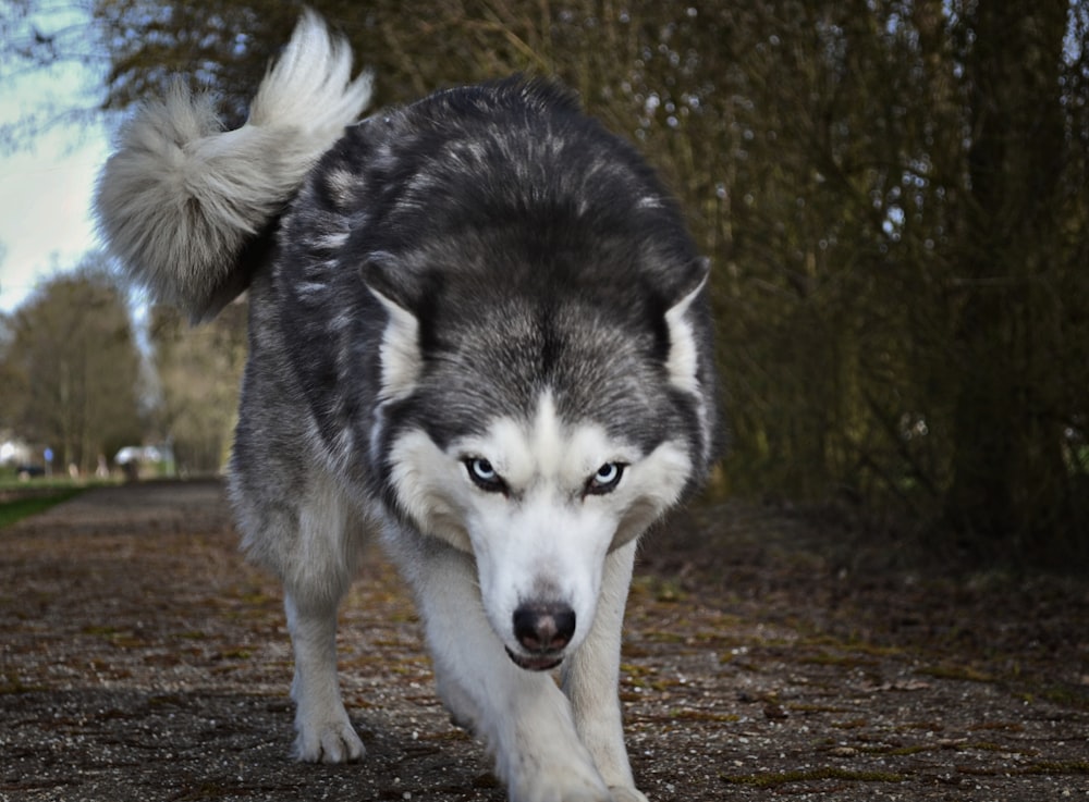 white and gray wolf