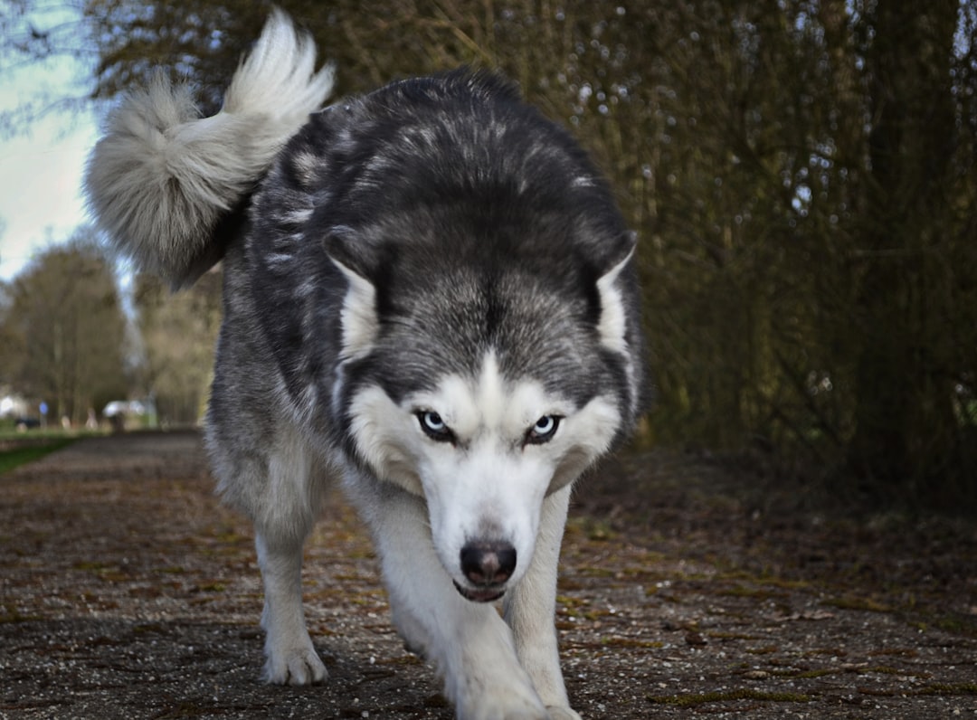  white and gray wolf wolf