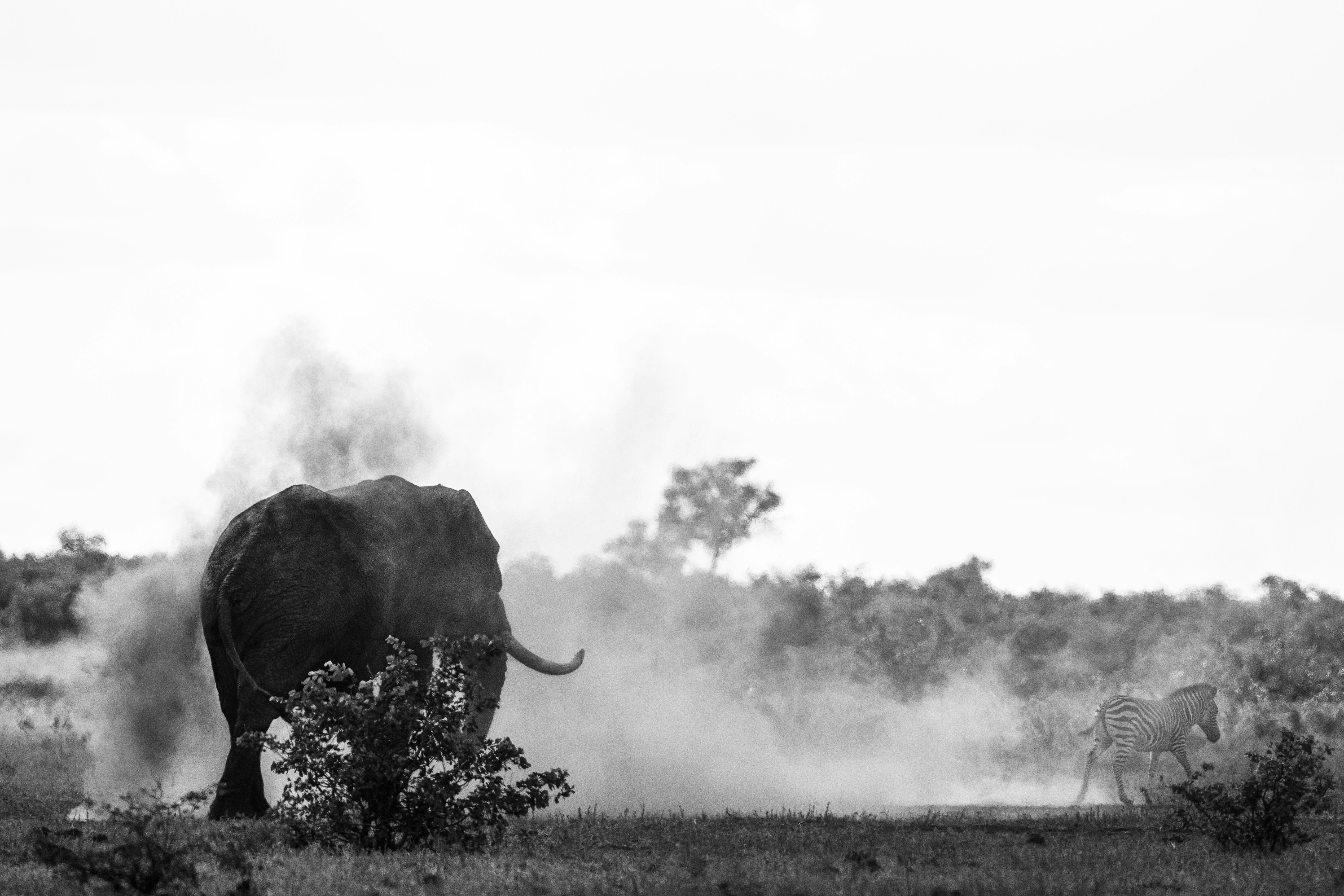 elephant chasing zebra