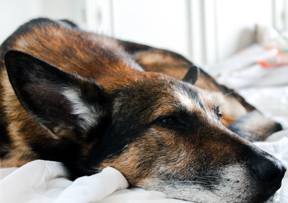 short-coated brown and black dog lying on bed