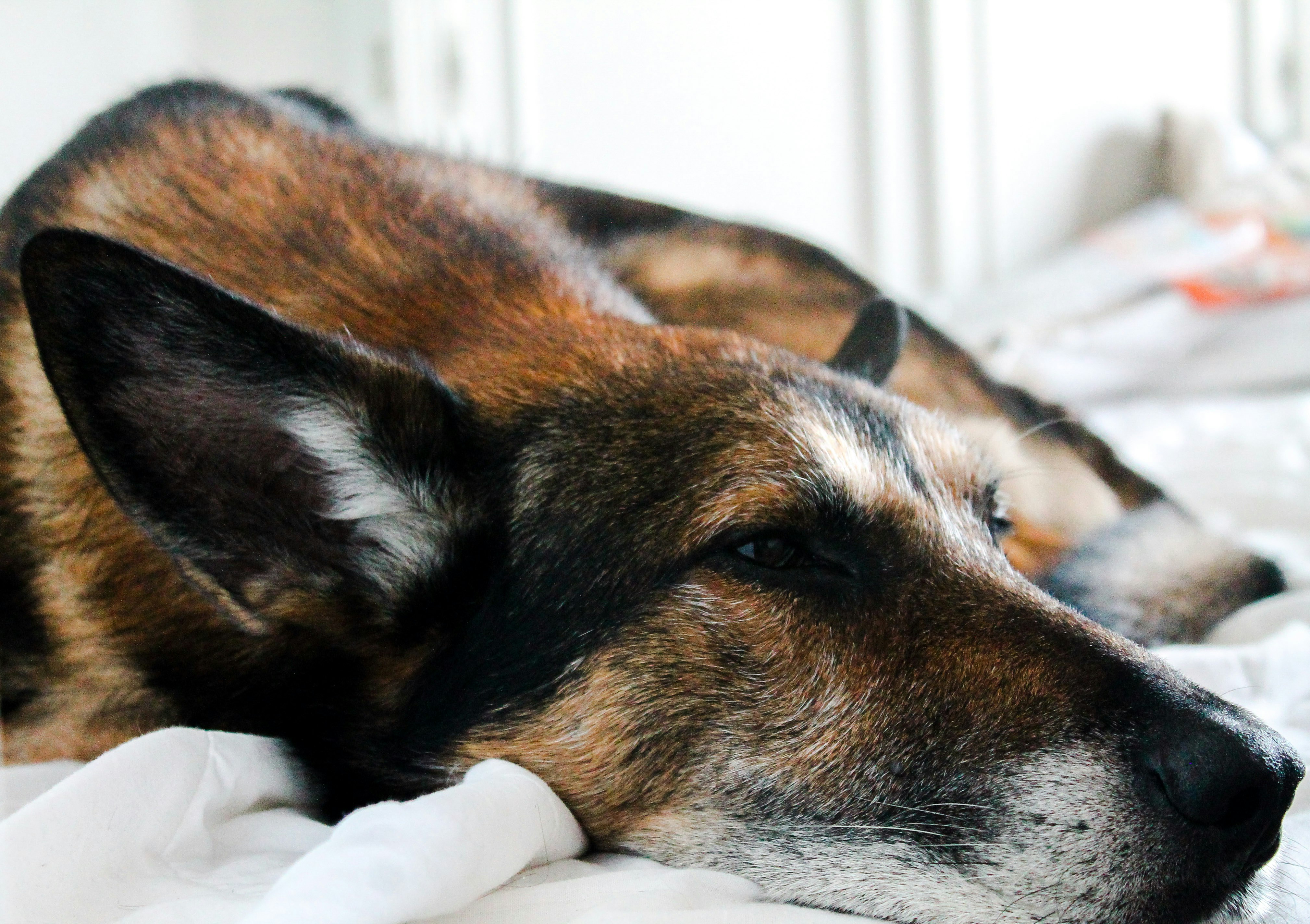 short-coated brown and black dog lying on bed