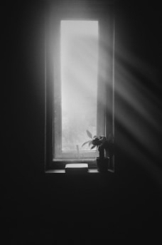 grayscale photography of plant on window