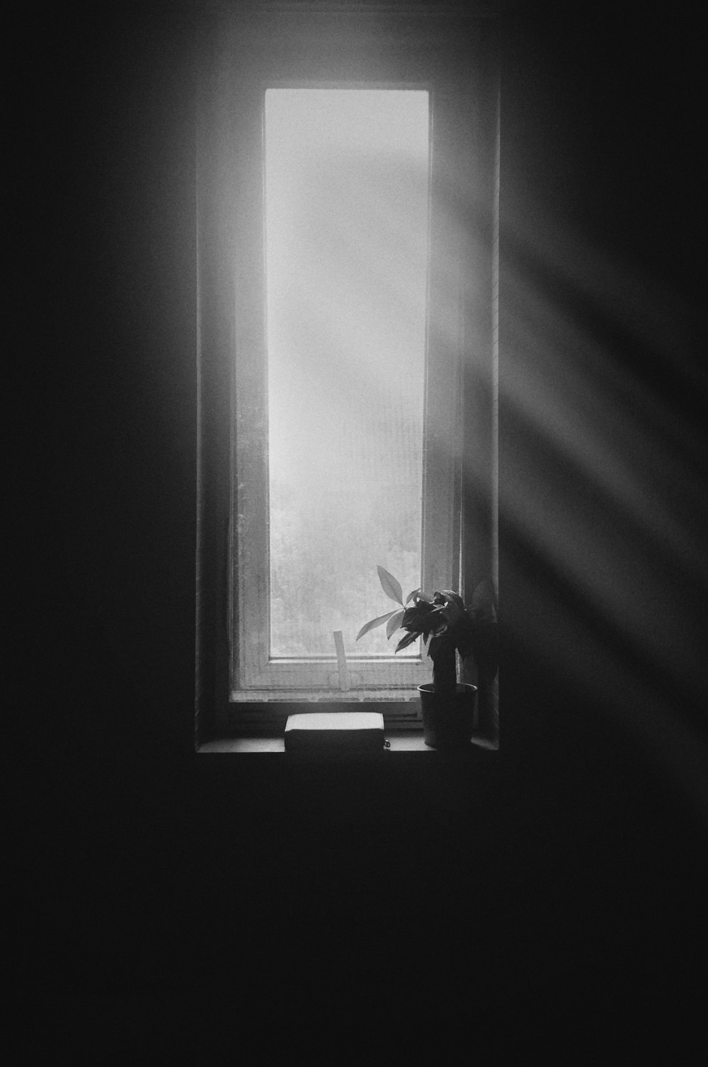 Photographie en niveaux de gris d’une plante sur une fenêtre