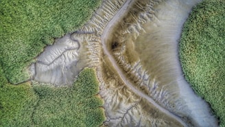 Aerial view of a landscape featuring a network of channels or paths separating areas of lush green vegetation from bare earth or mud. The intricate patterns formed by the natural terrain create an abstract, organic design.