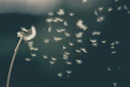 shallow focus of white dandelion