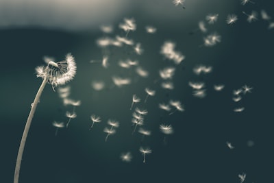 shallow focus of white dandelion wish zoom background