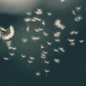 shallow focus of white dandelion