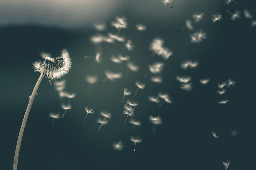 shallow focus of white dandelion